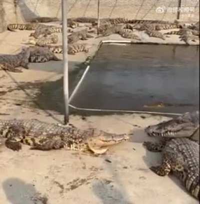 THUG CROCS