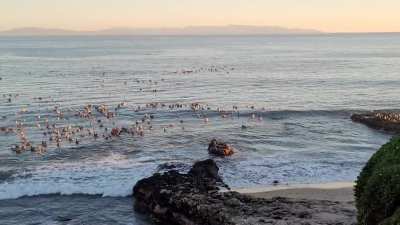 Brown Pelicans along West Cliff Dr