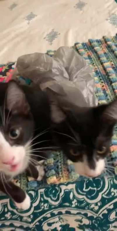 starving kittens