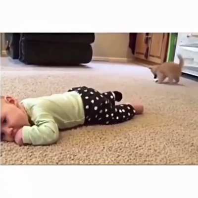 Sock Thief