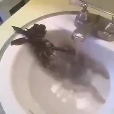 Fish for twomad