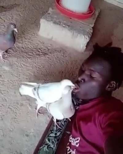 Feeding the birds