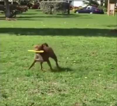 And this we call the funny walk