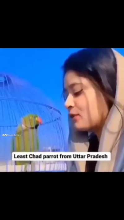 Interesting Parrot