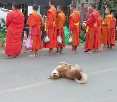 doggo was really feeling the melody
