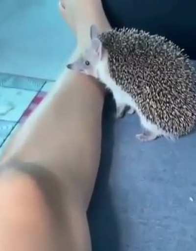 Nom nom