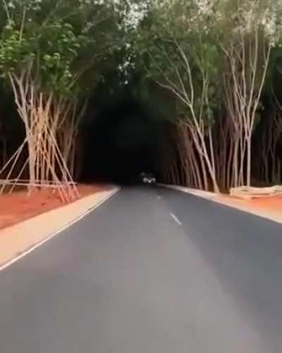 Entering the dark forest...