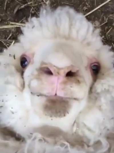 Sheep
