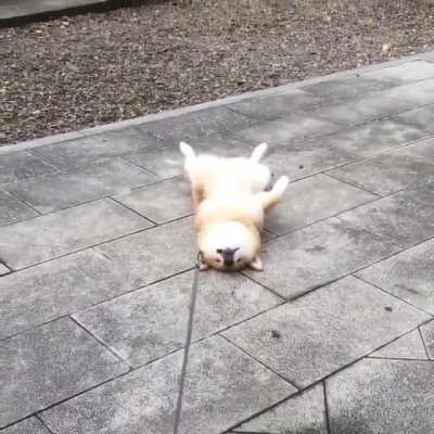 Doge these days