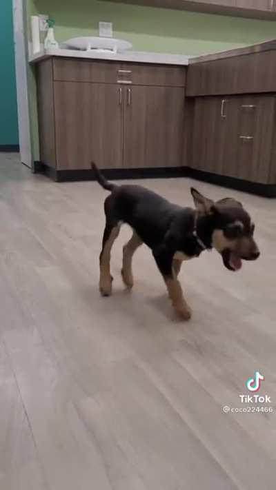 Happy happy dog
