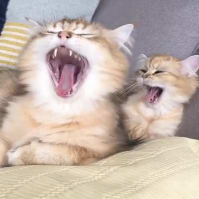 Yep, they're contagious