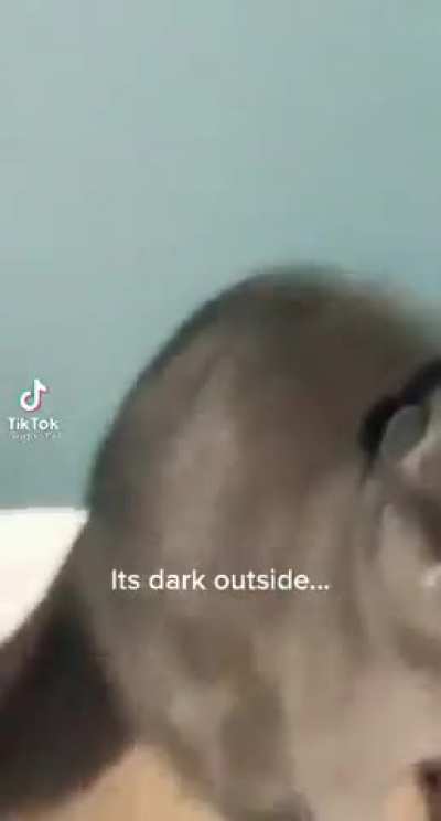 That’s a mad kitty