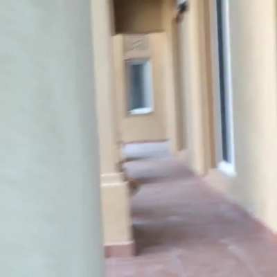 Spy pets