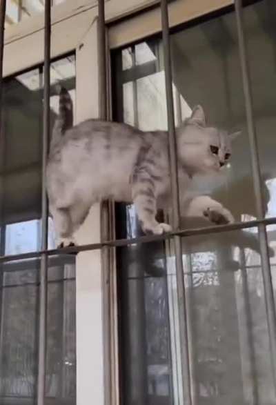 Slinky Kitty