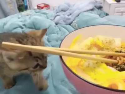 Giving food to kittens