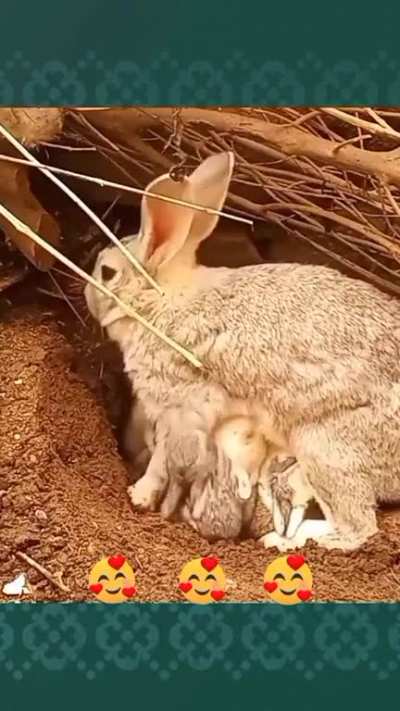 A mother bunny burrying her young ones to hide them from predators