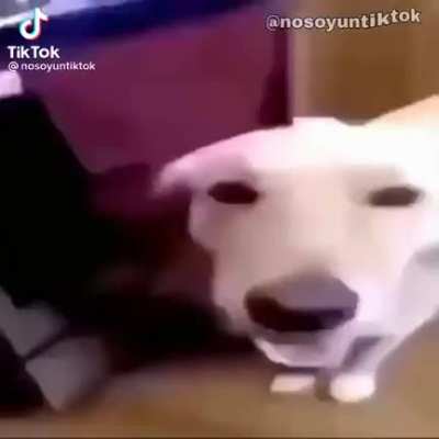 Apbot hihi