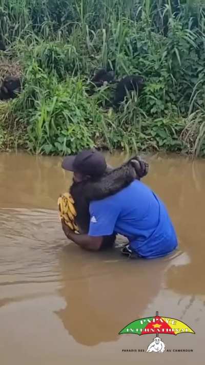 A rescued chimpanzee recognizes his former caretaker after years of freedom