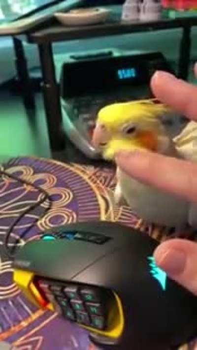 Lemon the purring bird