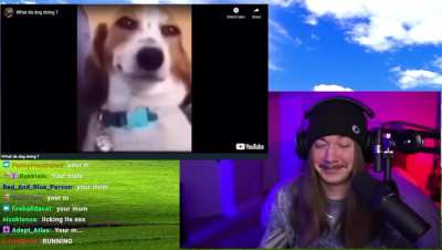 what da dog doin