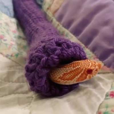 Little hog nose snek absolutely loves their new sweater