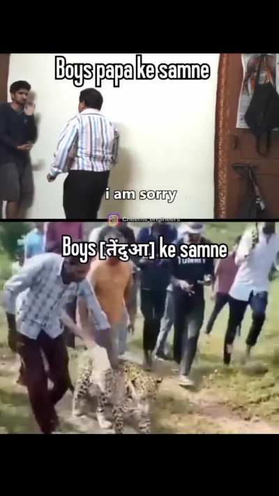 Bechara cheetah 🐆