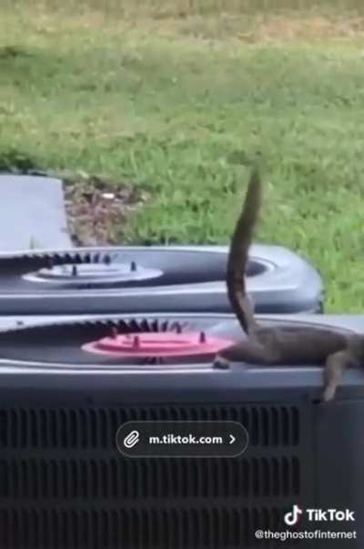 Squirrels being squirrels