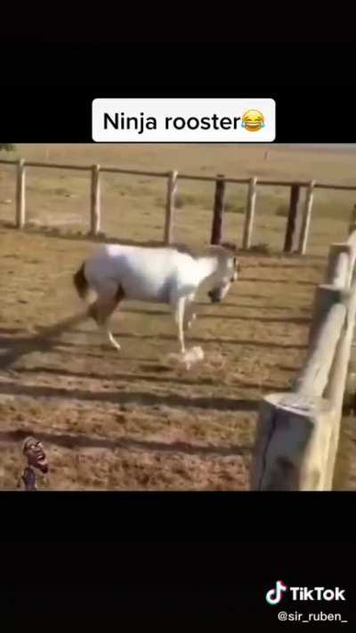 Ninja rooster