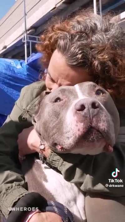 Homeless pets