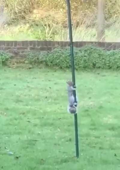 Squirrel working it, really earning the tips