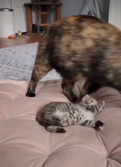 Sleep Startle