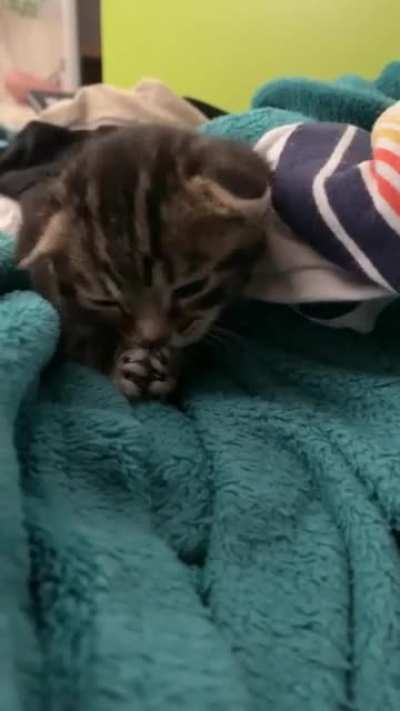 Pip’s first time cleaning herself!