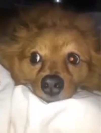 Pet me or die
