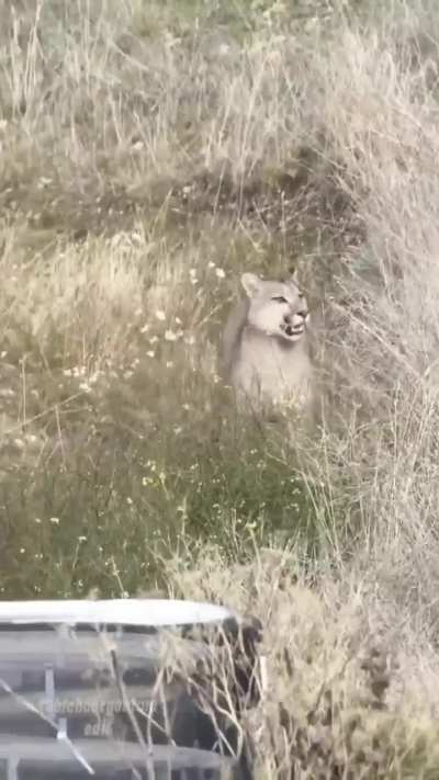 Apareció un Puma en el Autódromo de Río Gallegos