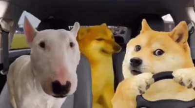 Doge do be racist doe
