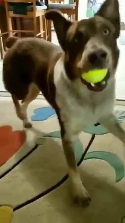Derpy_Dance