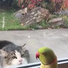 he just wants a friend