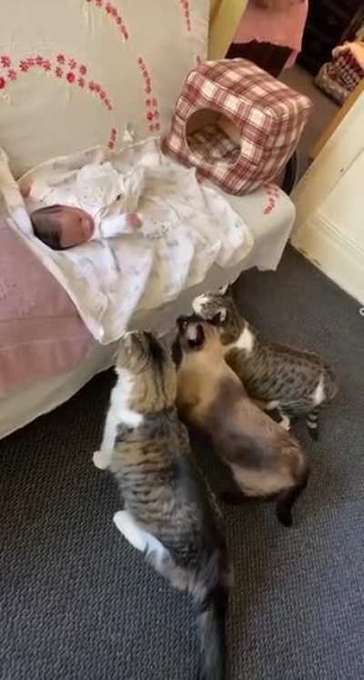 Котики