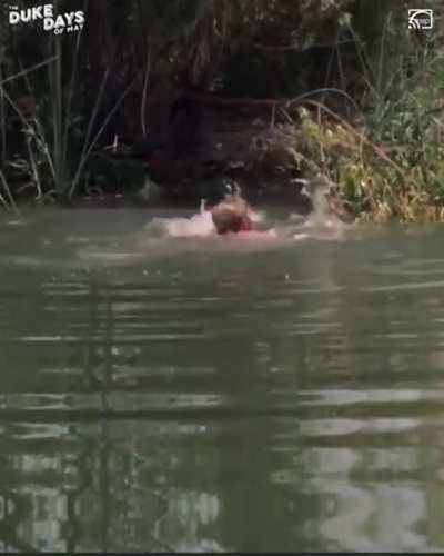 Hey kid, can you swim?