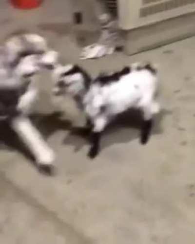 Come here you little shit