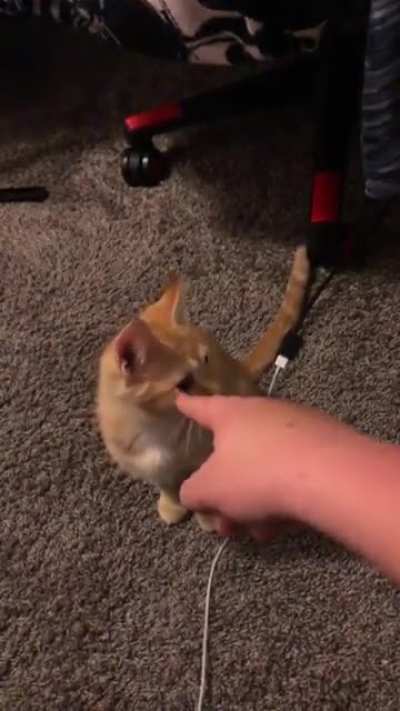 Bad kitty!