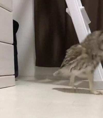 Sneaking in kitchen at 3 am for some snack