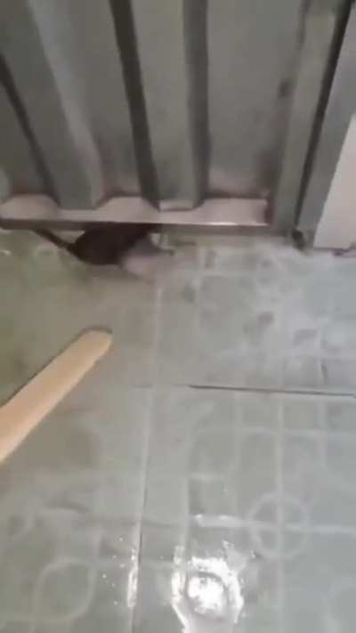 That's a big mouse
