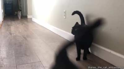 A weird walking cat. Source: Daily Dose of Internet