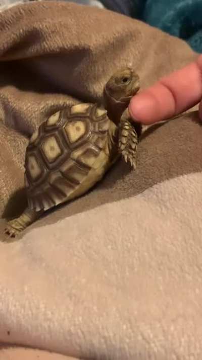 NECK RUBS 🐢