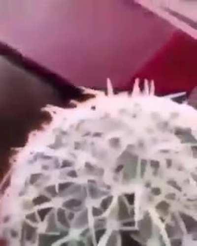 Title