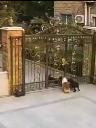 „Dogs are the most loyal animals.“ The dogs: