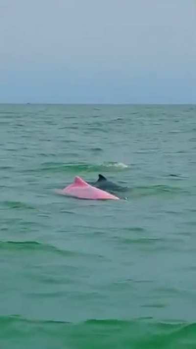 Shiny dolphin