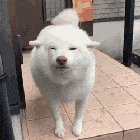 Mam, Please Pet!