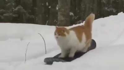A little fluffy but she’s got the moves!